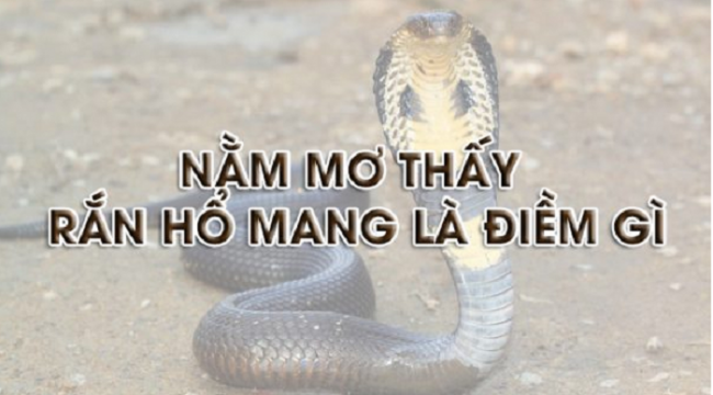 mo thay ran ho mang